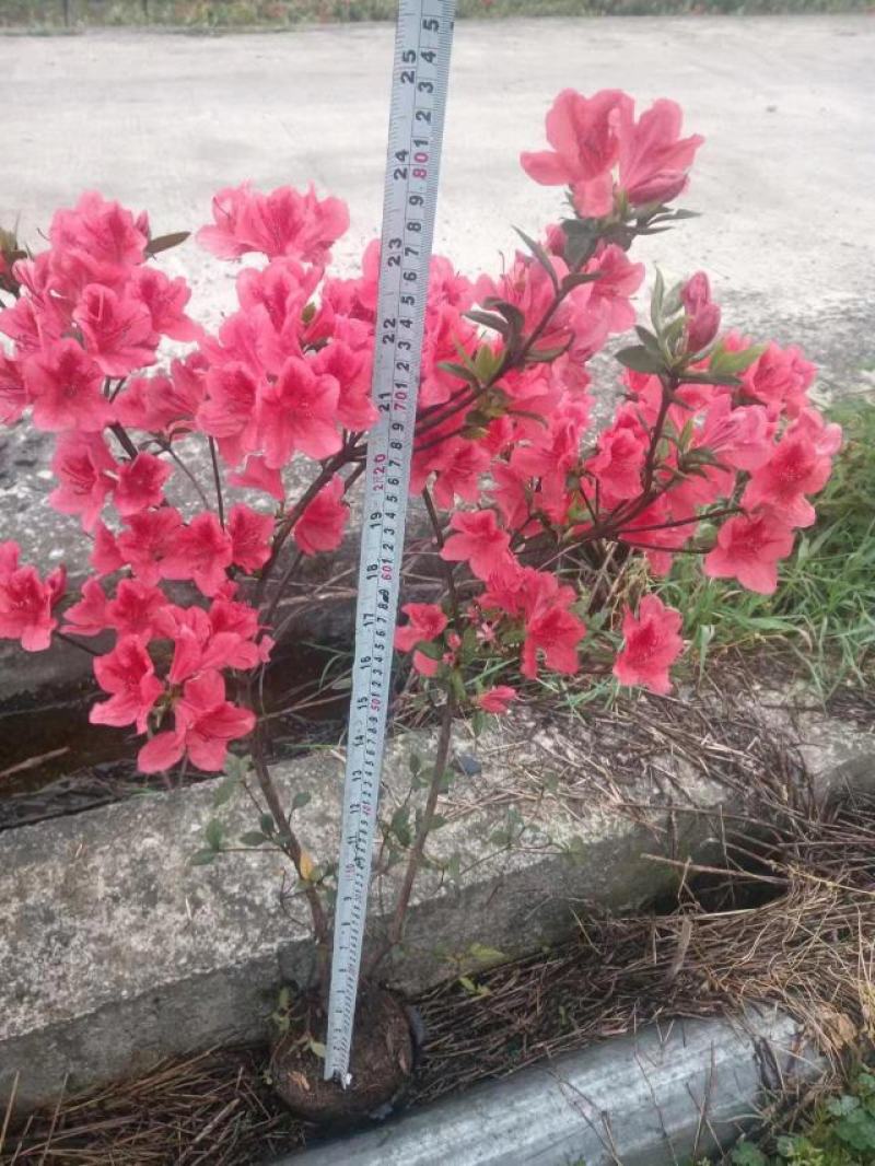 映山红杜鹃袋苗