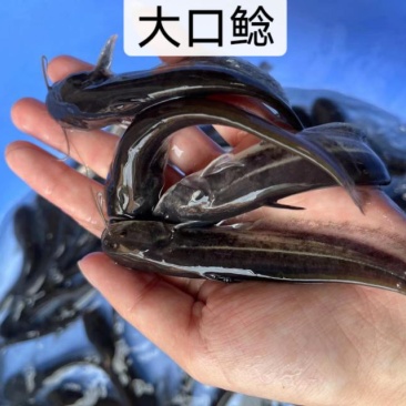 鱼苗优质大口鲶规格齐全一手货源足数发货价格美丽