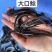鱼苗优质大口鲶规格齐全一手货源足数发货价格美丽
