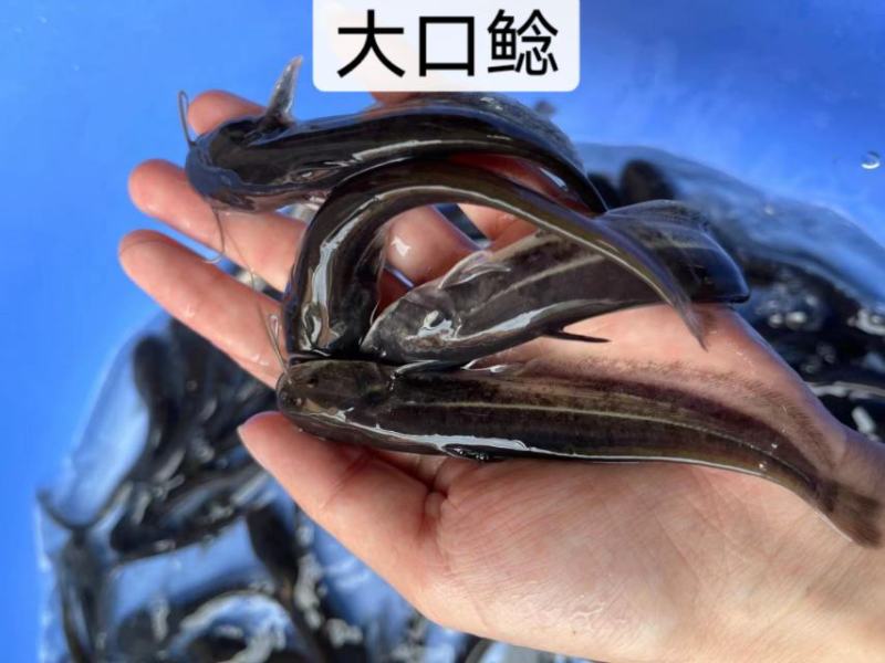 鱼苗优质大口鲶规格齐全一手货源足数发货价格美丽