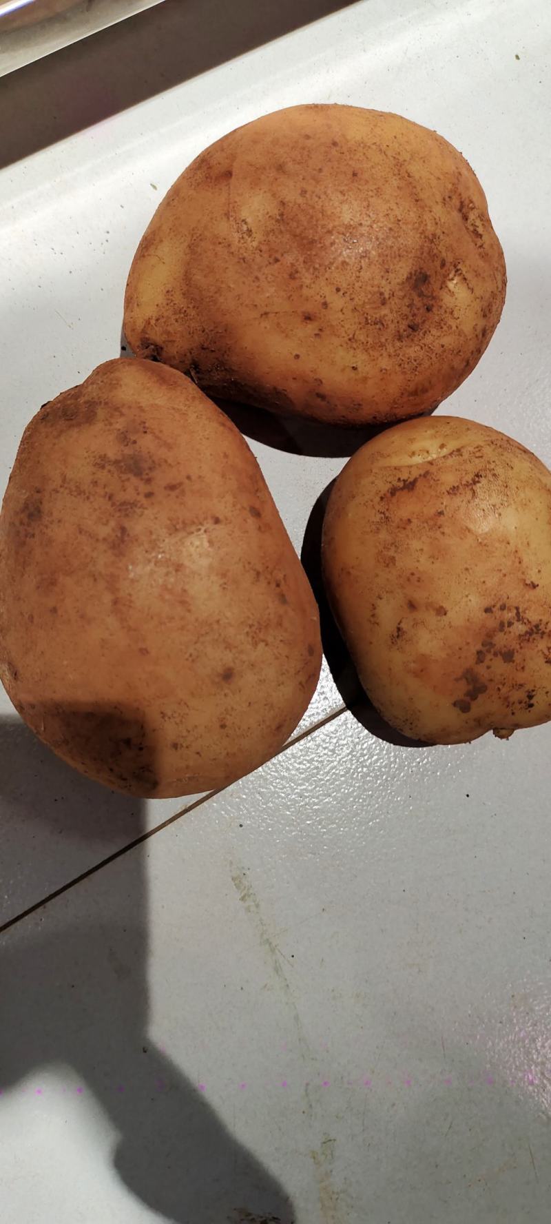 土豆基地