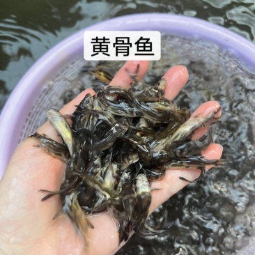 鱼苗改良新一代黄骨鱼苗规格齐全抗病强，好养快大