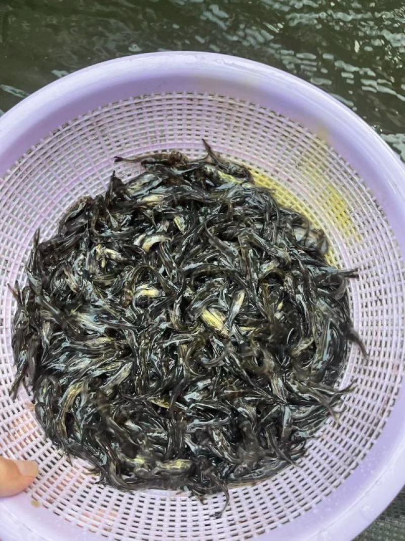 鱼苗改良新一代黄骨鱼苗规格齐全抗病强，好养快大