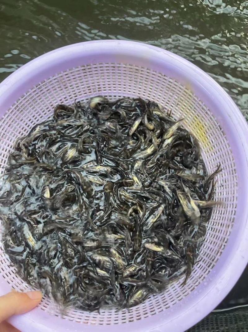 鱼苗改良新一代黄骨鱼苗规格齐全抗病强，好养快大