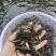 鱼苗改良新一代黄骨鱼苗规格齐全抗病强，好养快大