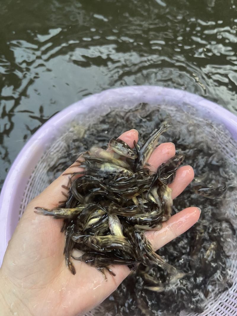 鱼苗改良新一代黄骨鱼苗规格齐全抗病强，好养快大
