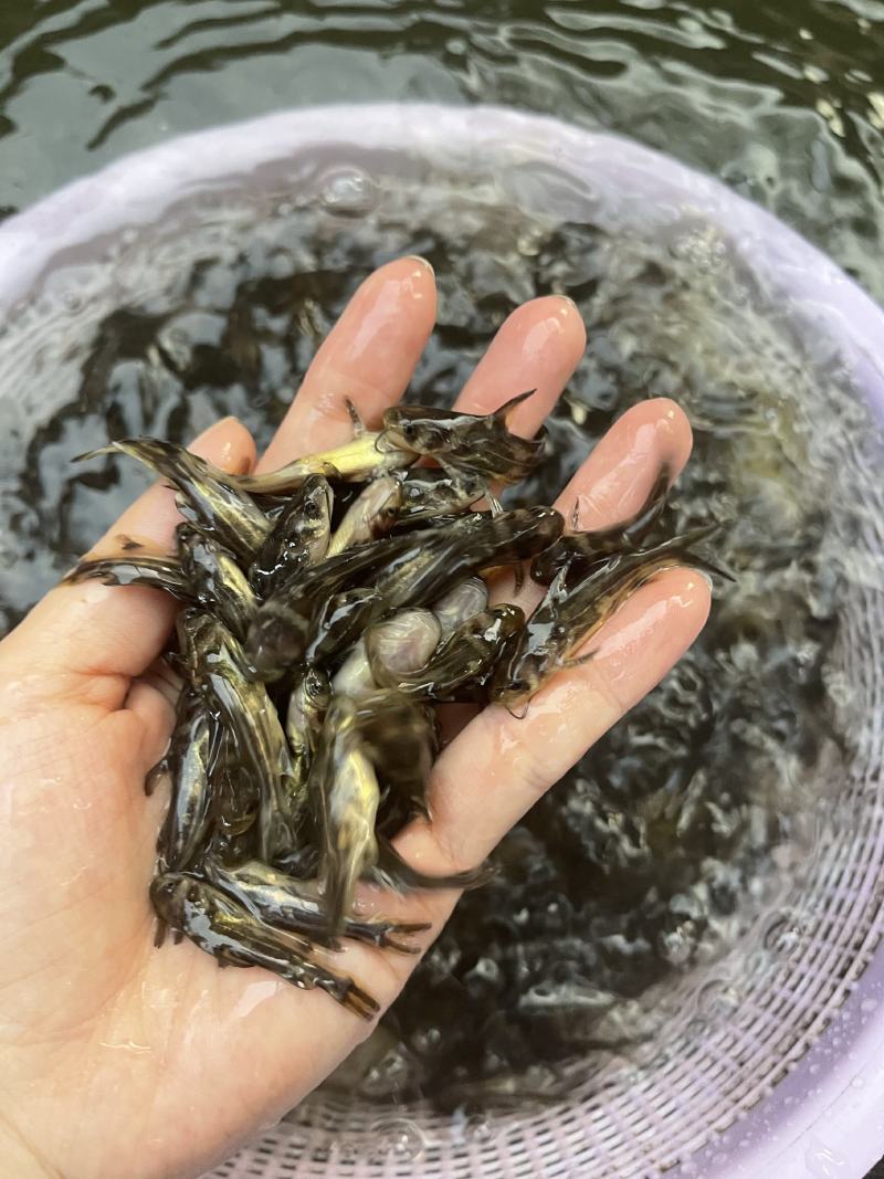 鱼苗改良新一代黄骨鱼苗规格齐全抗病强，好养快大