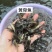 鱼苗改良新一代黄骨鱼苗规格齐全抗病强，好养快大