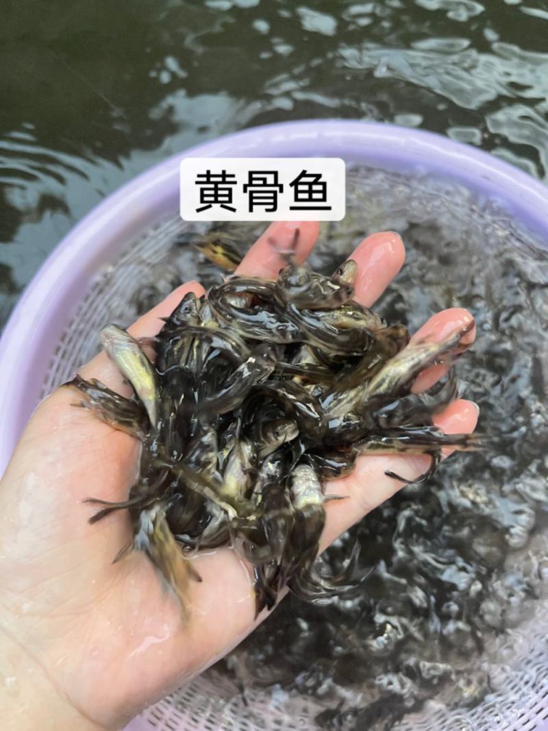 鱼苗改良新一代黄骨鱼苗规格齐全抗病强，好养快大