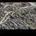 福建干海带无沙挂菜自厂直销