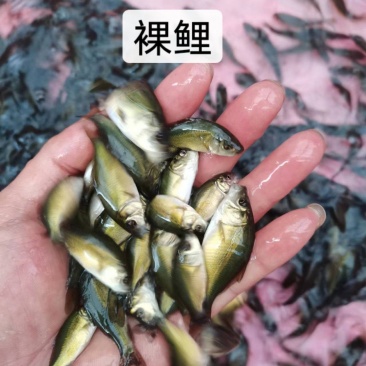 鱼苗优质裸鲤规格齐全好生养长得快