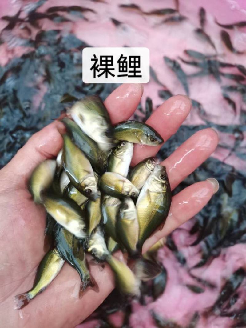 鱼苗优质裸鲤规格齐全好生养长得快