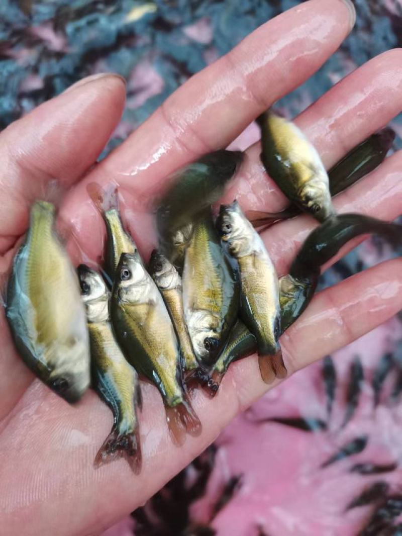鱼苗优质裸鲤规格齐全好生养长得快