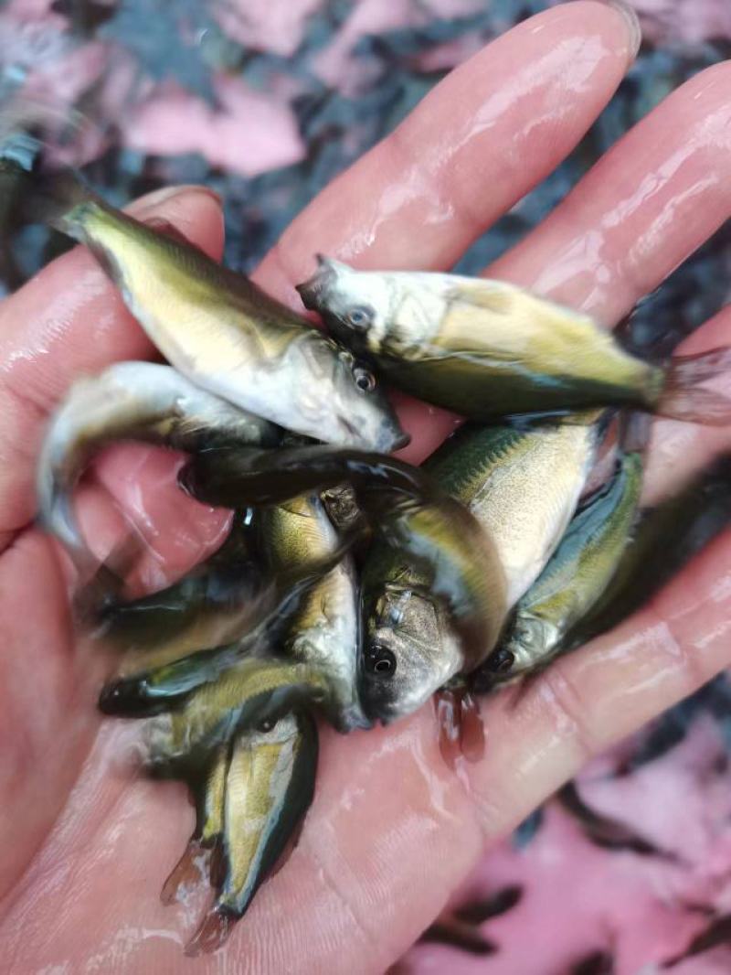 鱼苗优质裸鲤规格齐全好生养长得快