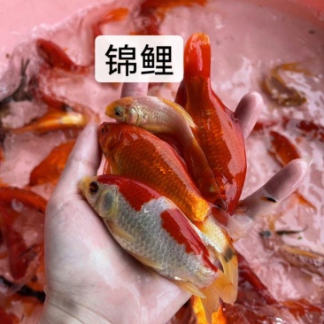 鱼苗正宗优质锦鲤苗一手货源足数发货