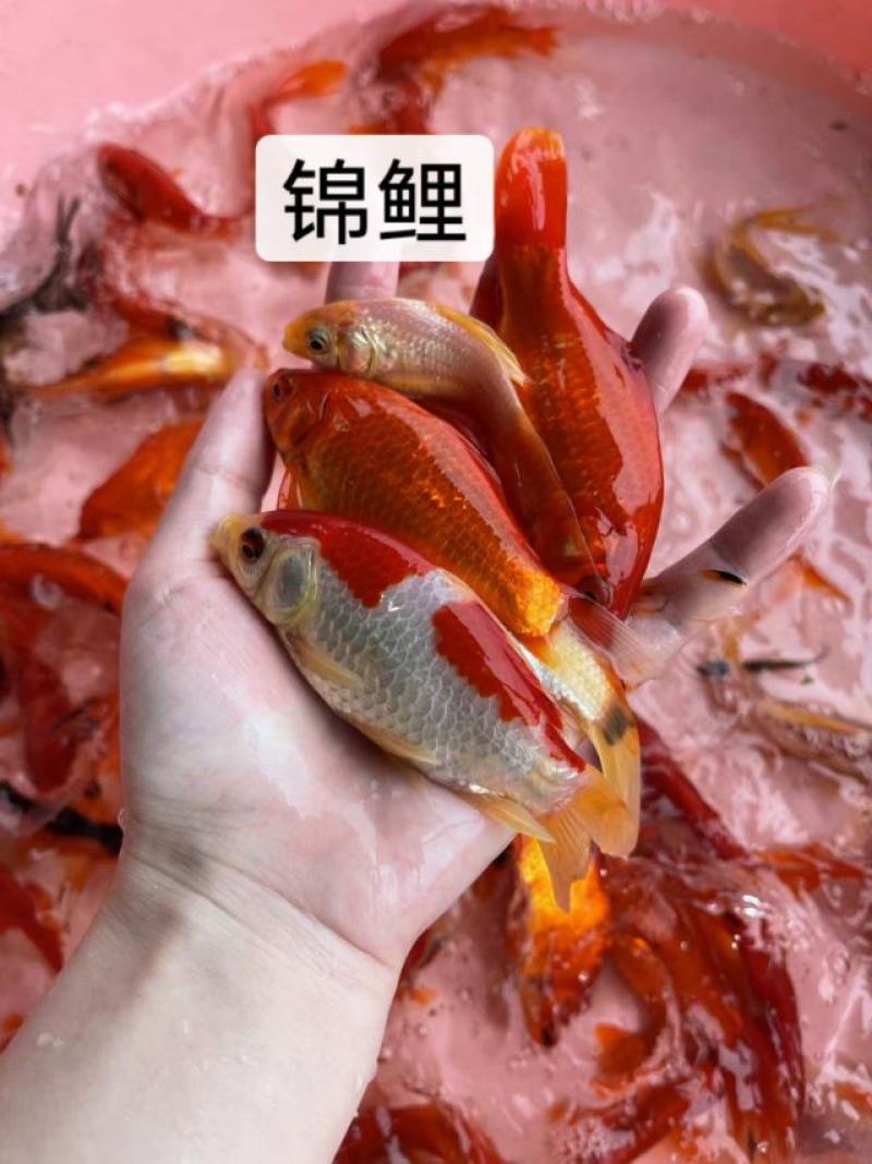 鱼苗正宗优质锦鲤苗一手货源足数发货