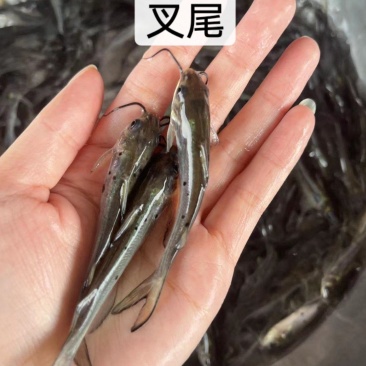 鱼苗快大好养叉尾鱼苗优良品种一手货源价格美丽