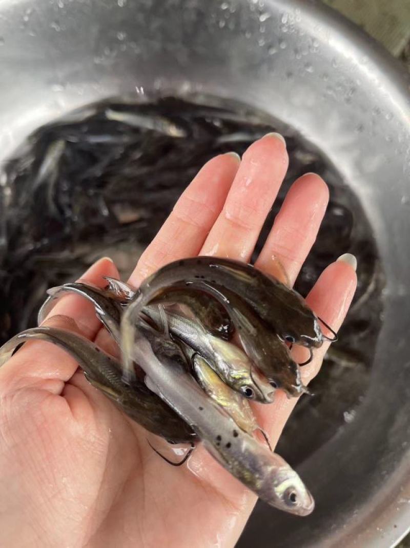 鱼苗快大好养叉尾鱼苗优良品种一手货源价格美丽