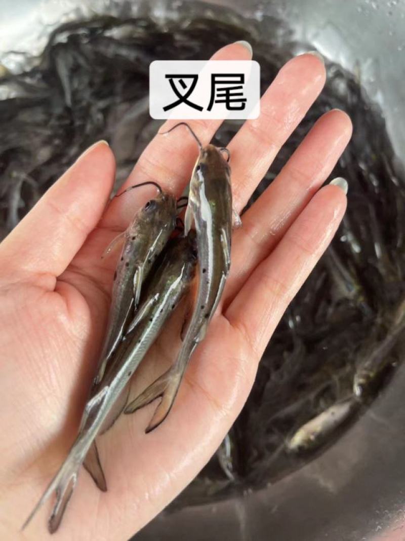 鱼苗快大好养叉尾鱼苗优良品种一手货源价格美丽
