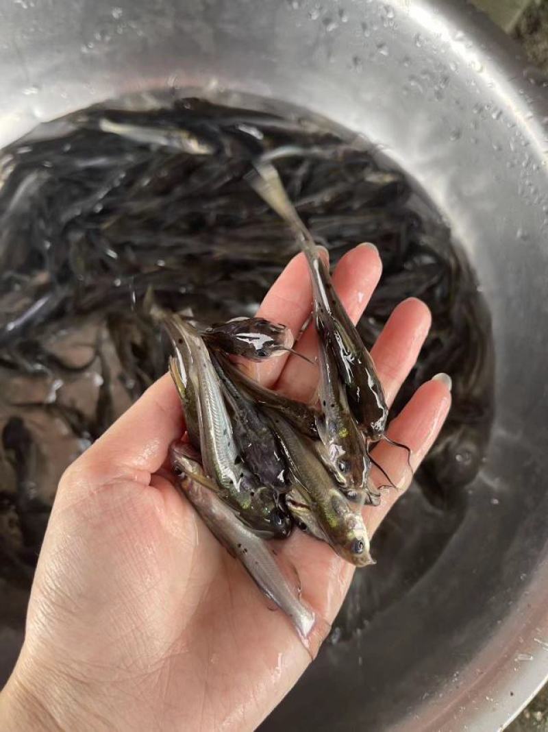 鱼苗快大好养叉尾鱼苗优良品种一手货源价格美丽