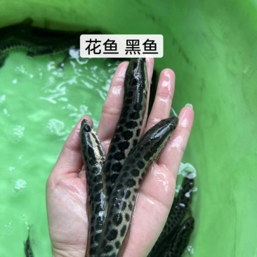 鱼苗改良新一代黑鱼苗优良品种大得快经济效益高