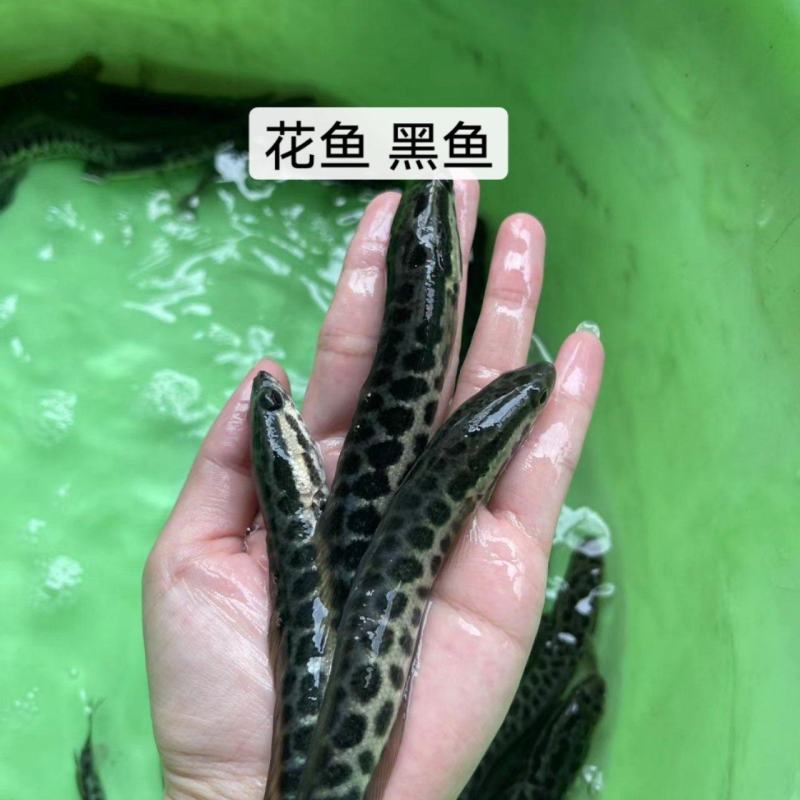 鱼苗改良新一代黑鱼苗优良品种大得快经济效益高