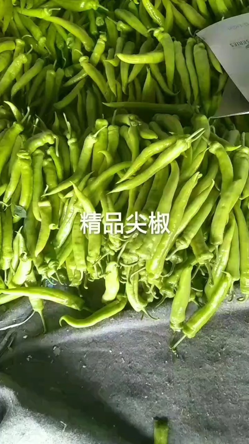 黄皮尖椒大量供应中，供应各大市场商超电商平台