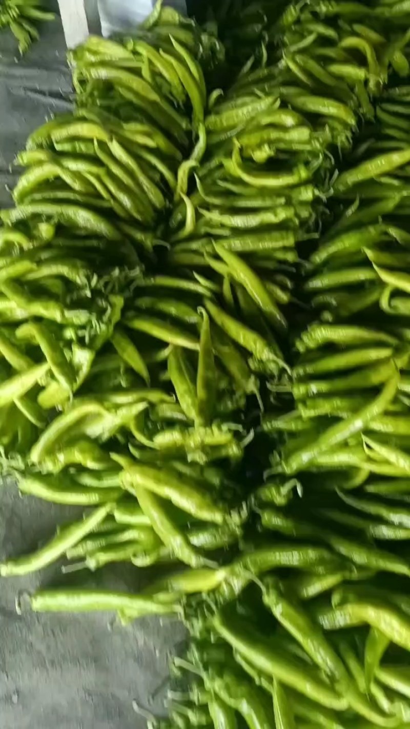 黄皮尖椒大量供应中，供应各大市场商超电商平台