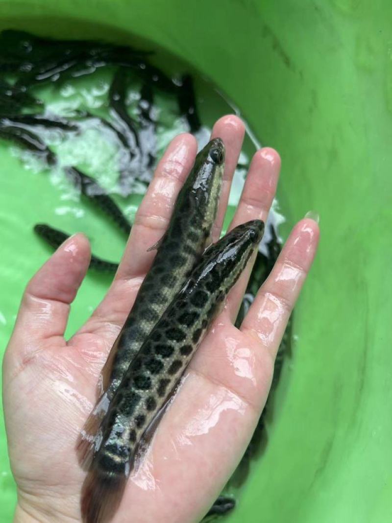 鱼苗改良新一代黑鱼苗优良品种大得快经济效益高