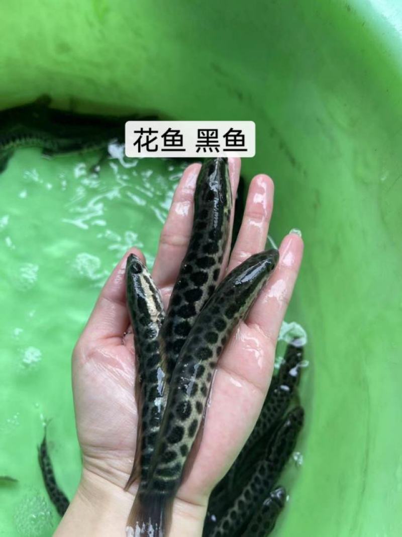 鱼苗改良新一代黑鱼苗优良品种大得快经济效益高