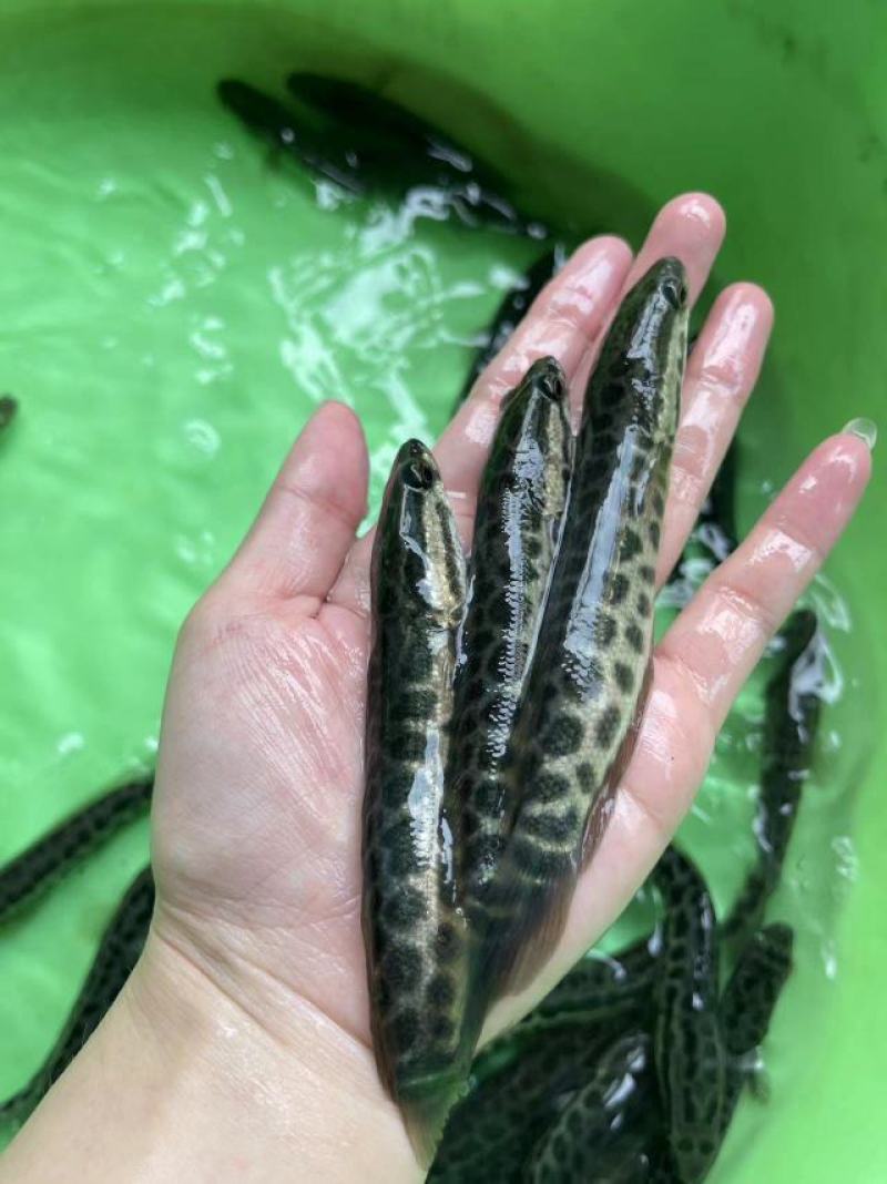 鱼苗改良新一代黑鱼苗优良品种大得快经济效益高