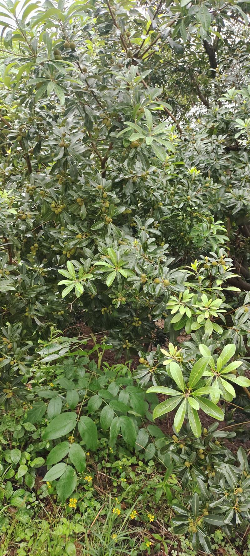 杨梅快熟了有老板需要吗广西桂林平乐县大发乡苍板村横岭冲委