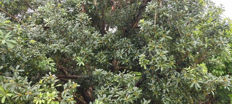 杨梅快熟了有老板需要吗广西桂林平乐县大发乡苍板村横岭冲委