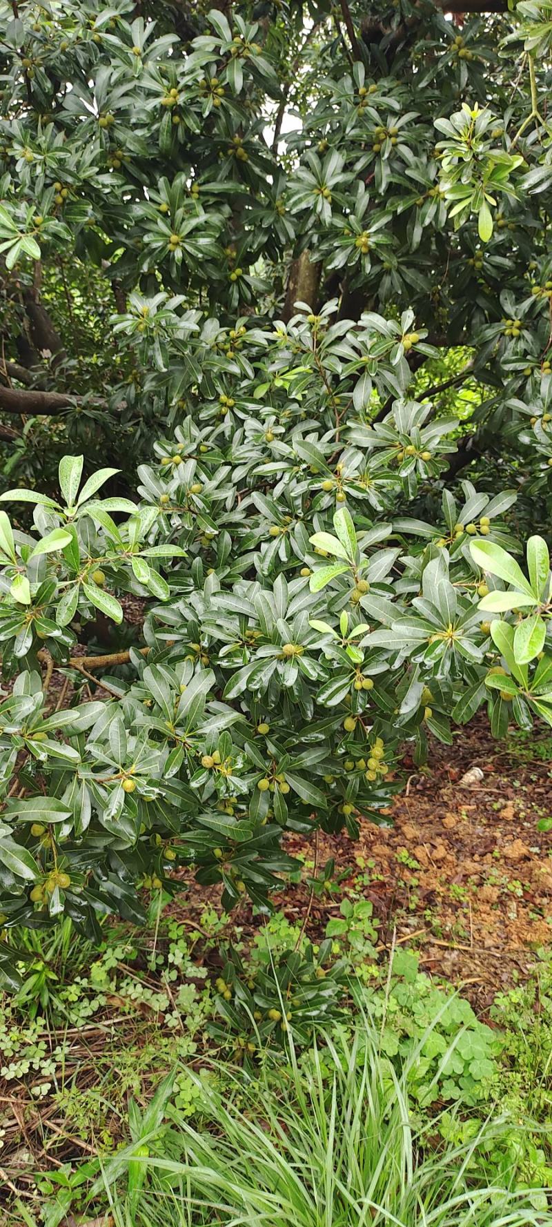 杨梅快熟了有老板需要吗广西桂林平乐县大发乡苍板村横岭冲委