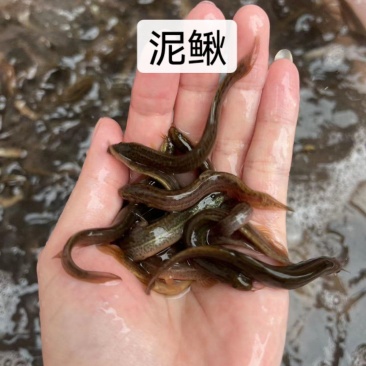 鱼苗快大品种泥鳅苗一手货源价格美丽
