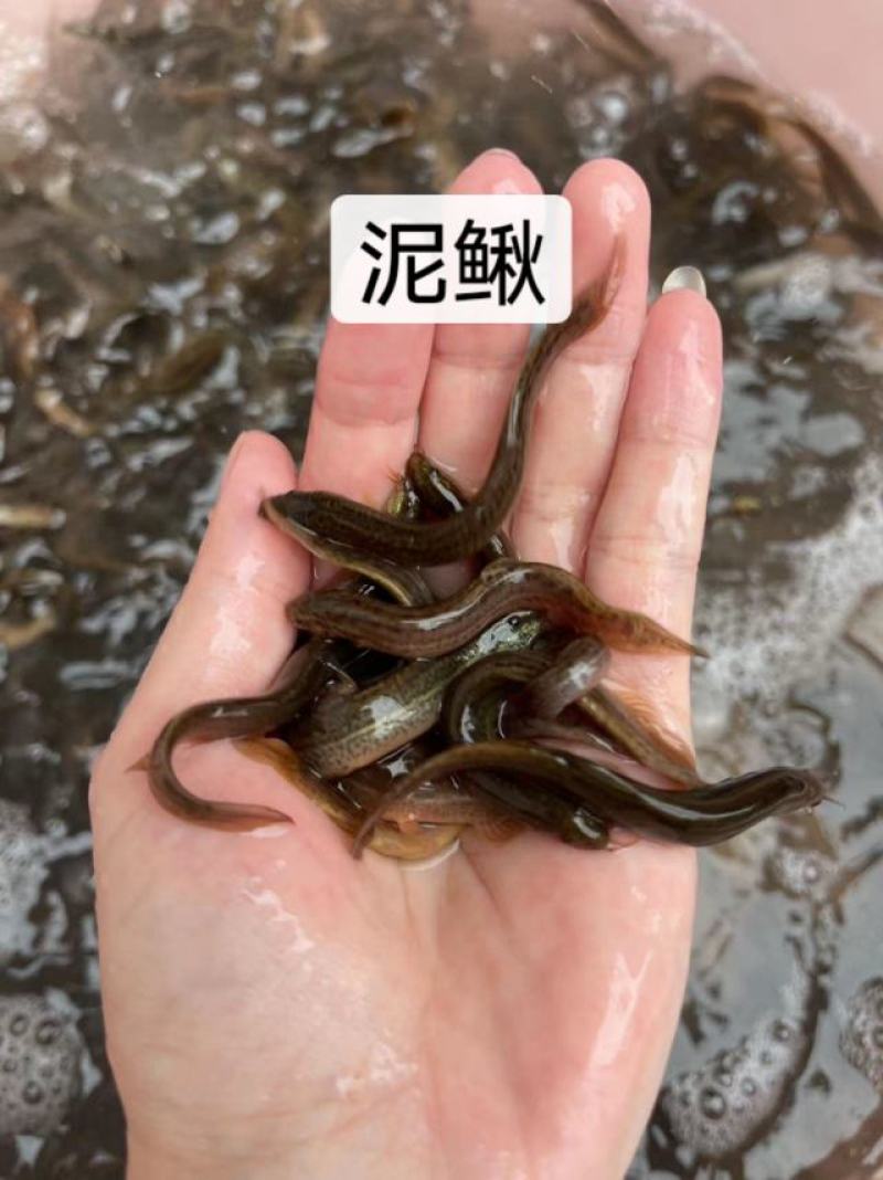 鱼苗快大品种泥鳅苗一手货源价格美丽