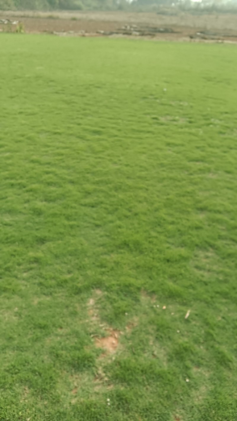 江西鄱阳:马尼拉草皮