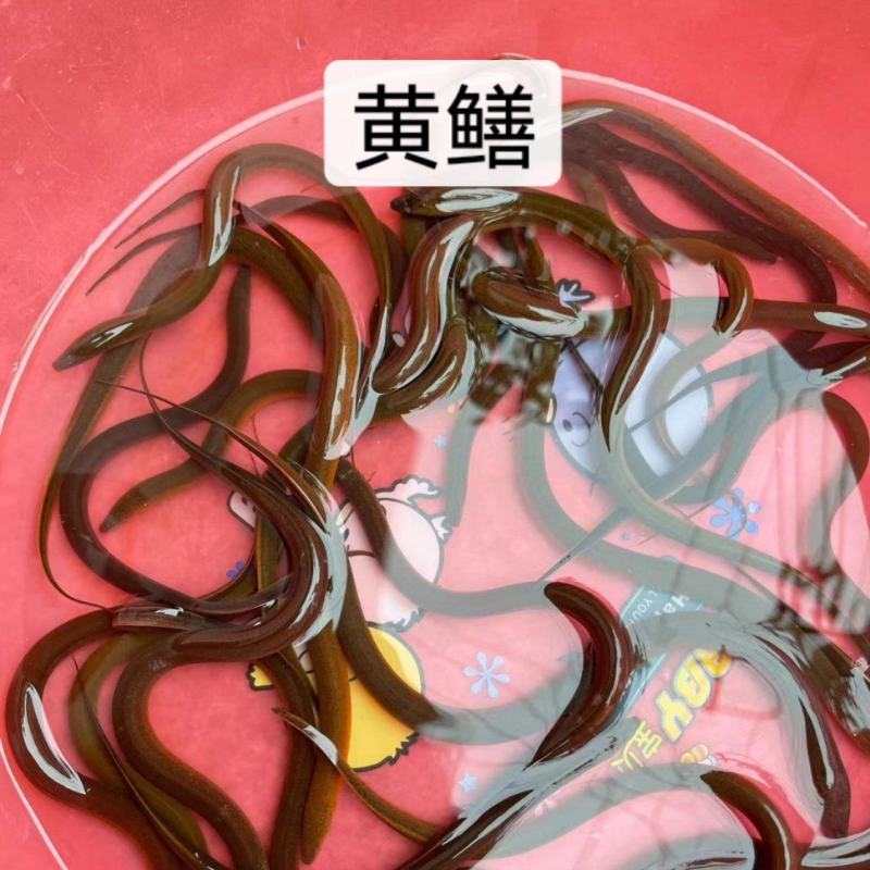鱼苗改良新一代黄鳝苗优良品种一手货源足数发货