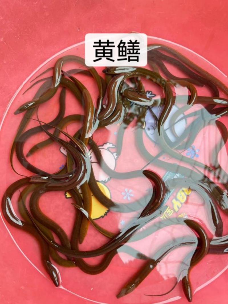鱼苗改良新一代黄鳝苗优良品种一手货源足数发货