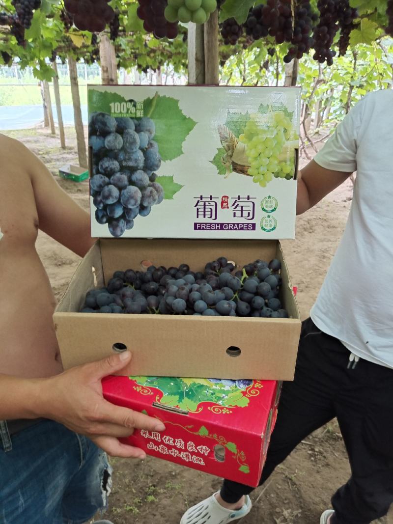 河北昌黎葡萄沟产地温室无籽玫瑰香