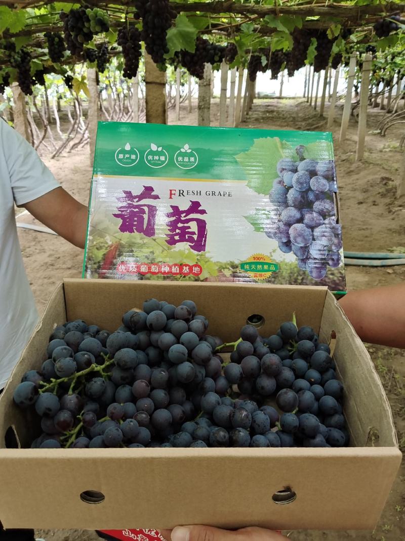 河北昌黎葡萄沟产地温室无籽玫瑰香