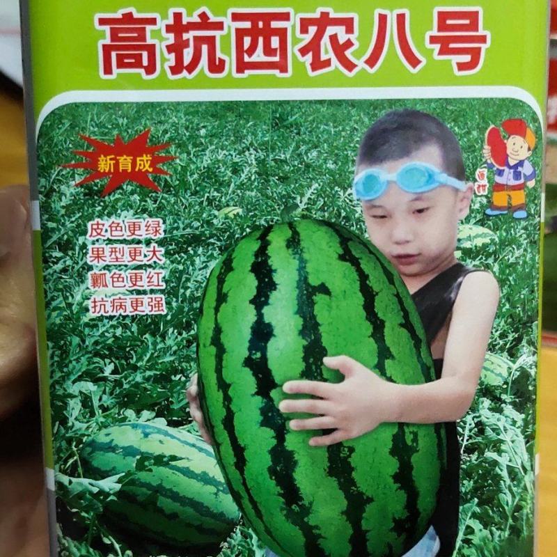 高抗西农八号，晚熟，大红瓤，枯萎病，炭疽病。