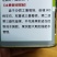 高抗西农八号，晚熟，大红瓤，枯萎病，炭疽病。