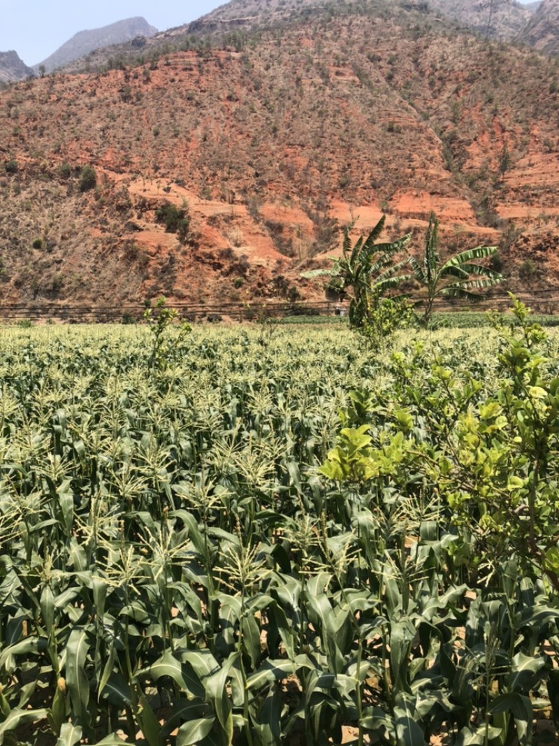 甜玉米🌽