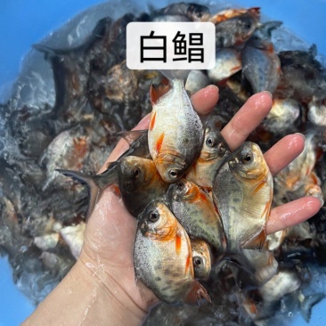 鱼苗优质白鲳鱼苗优良品种好养快大场地直销价格美