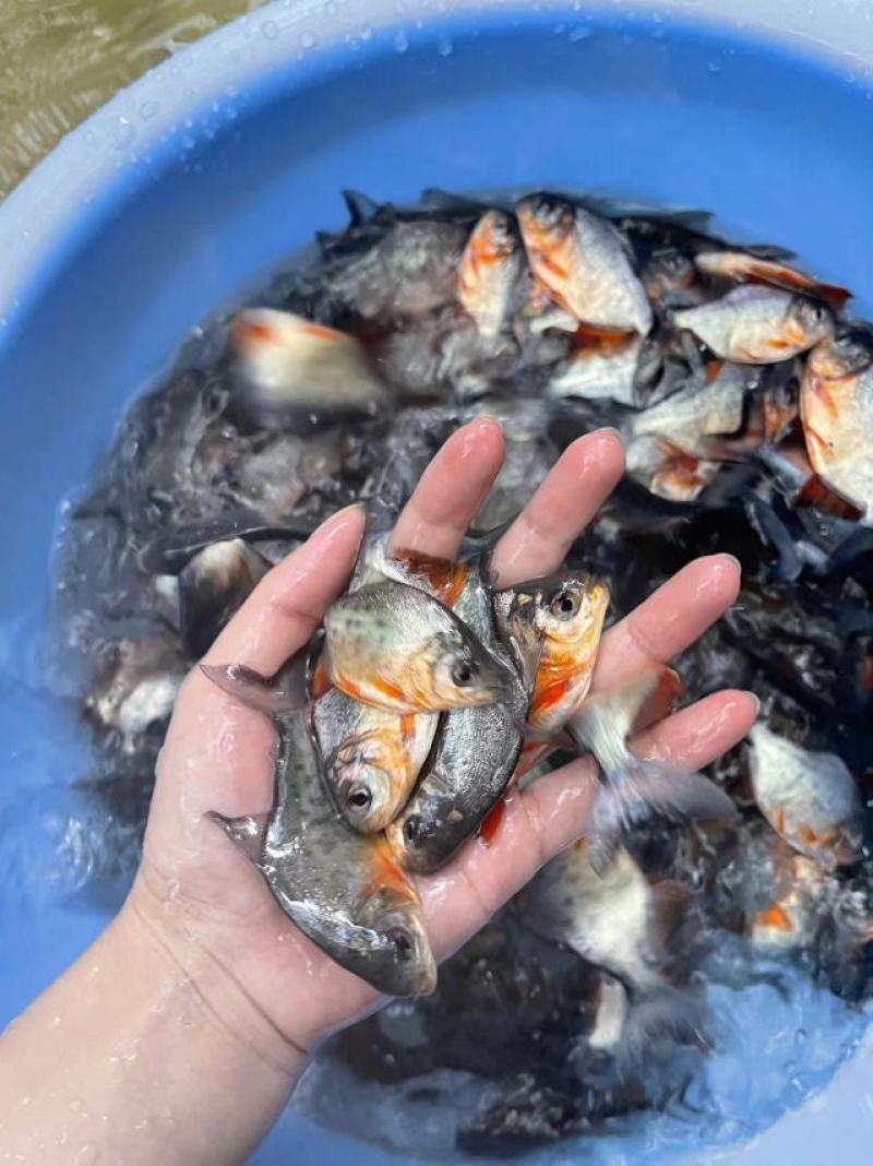 鱼苗优质白鲳鱼苗优良品种好养快大场地直销价格美