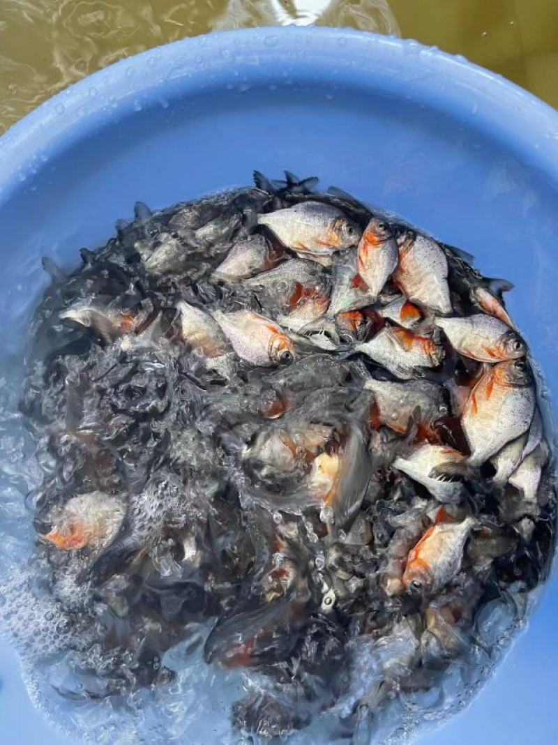 鱼苗优质白鲳鱼苗优良品种好养快大场地直销价格美