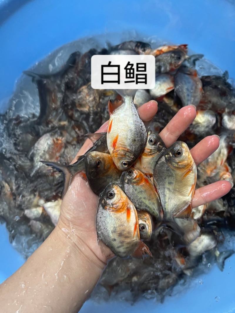 鱼苗优质白鲳鱼苗优良品种好养快大场地直销价格美