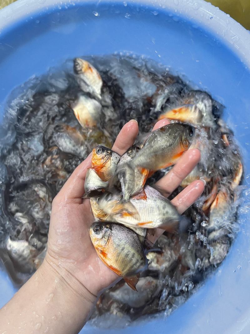 鱼苗优质白鲳鱼苗优良品种好养快大场地直销价格美