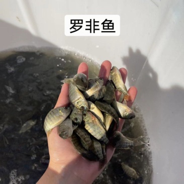 鱼苗改良新一代罗非鱼苗好养快大不挑水质规格齐全